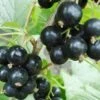 Hilltop Baldwin Black Currant 1 Hilltop Baldwin Black Currant -Raintree Nursery shutterstock 692408818