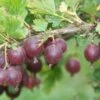 Jeanne Gooseberry -Raintree Nursery shutterstock image 2