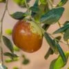 Shanxi Li Jujube 1 Shanxi Li Jujube -Raintree Nursery shutterstock image 3