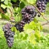 St. Theresa Seedless Grape 2 St. Theresa Seedless Grape -Raintree Nursery st theresa grape 1