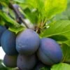 Combo European Plum Tree (5 Varieties) -Raintree Nursery stanley plum 2 4f06ff11 b592 49c3 b51f abdeb058e617