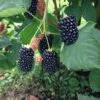 Prime Ark Freedom Thornless Blackberry -Raintree Nursery thornlessblackberry