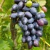 Venus Seedless Grape -Raintree Nursery venus grape 1