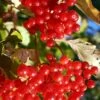 Ukraine Highbush Cranberry 2 Ukraine Highbush Cranberry -Raintree Nursery viburnum opulus 1