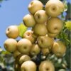 Yoinashi Asian Pear 2 Yoinashi Asian Pear -Raintree Nursery yoinashi pear
